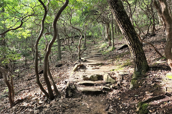 Roaming the Wild: Unveiling the Trekking Spots of North Carolina