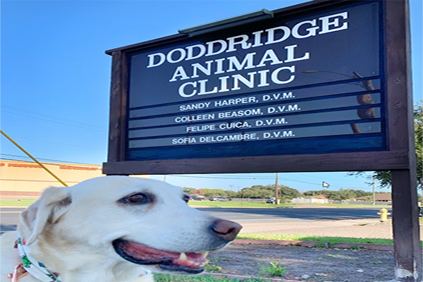 Paws and Claws in Safe Hands: Your Guide to Pet Hospitals in Corpus Christi