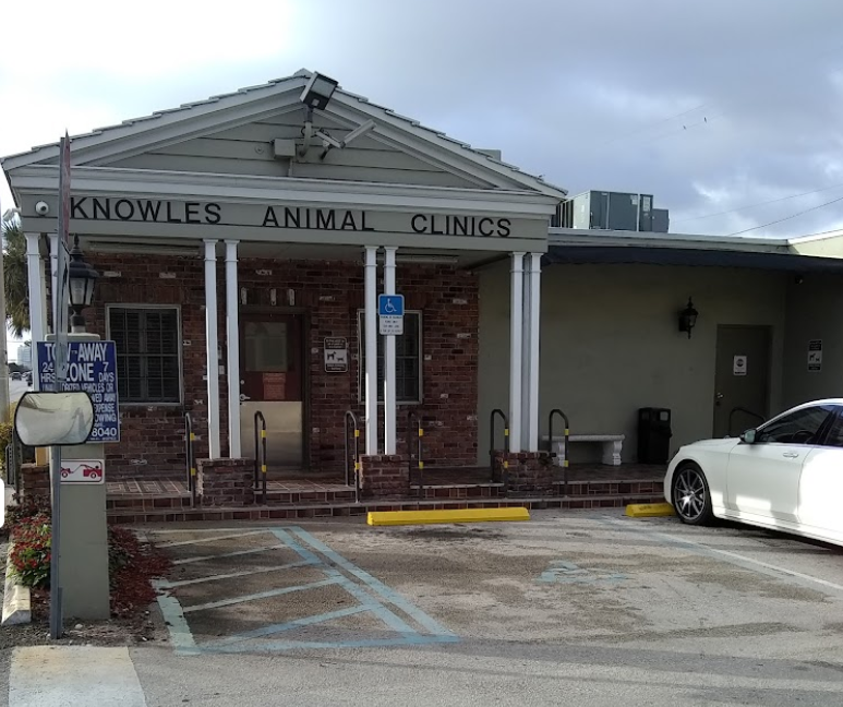 Miami’s Furry Friends: A Guide to the Best Animal Hospitals